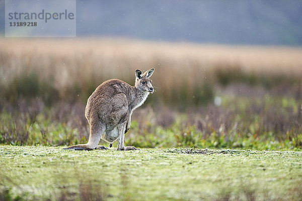 Östliches Graues Känguru  Macropus giganteus  Great Otway National Park  Victoria  Australien