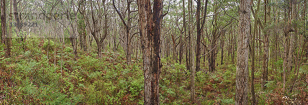 Great-Otway-Nationalpark  Barwon South West  Victoria  Australien