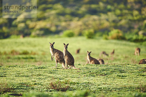 Östliches Graues Känguru  Macropus giganteus  Great Otway National Park  Victoria  Australien