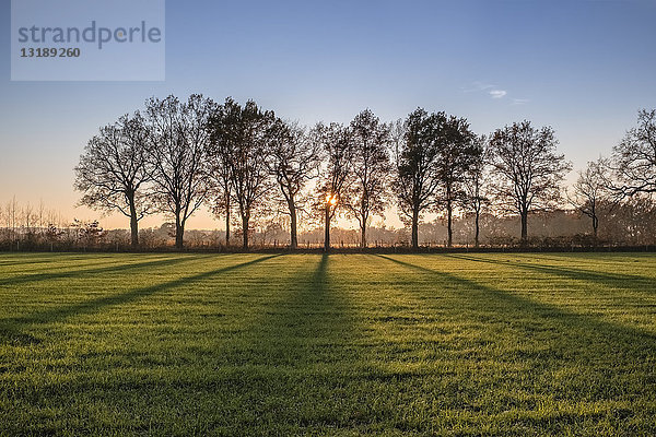 Maisfeld  Schenefeld  Kreis Pinnebergg  Schleswig-Holstein  Deutschland  Europa