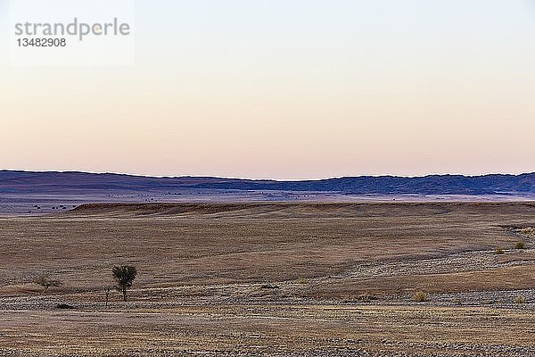 Namibische Savanne  Dünen der Namib-Wüste im Hintergrund  Abenddämmerung  Namib-Naukluft-Nationalpark  Namibia  Afrika