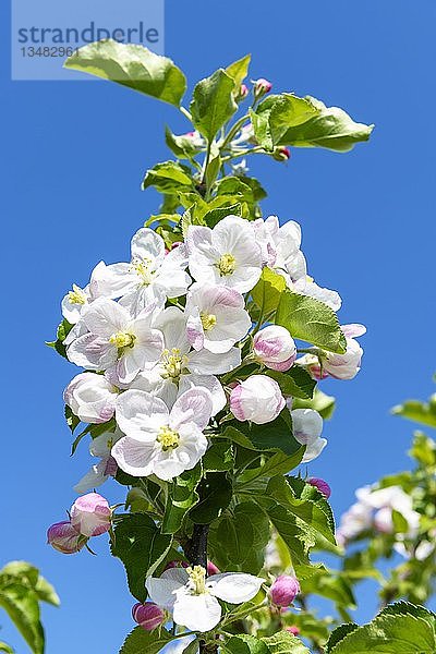 Apfelbaumblüten  Baden-WÃ¼rttemberg  Deutschland  Europa