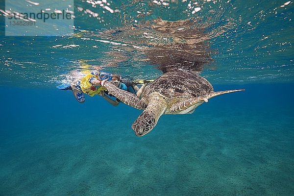 Frau und kleiner Junge mit Maske und Flossen schwimmen mit der Grünen Meeresschildkröte (Chelonia mydas) unter der Oberfläche des blauen Wassers  Rotes Meer  Abu Dabab  Marsa Alam  Ägypten  Afrika