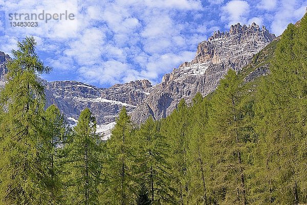 Blick vom Fischleintal mit dem Lärchenwald zur Dreischusterspitze 3152 m  Sextner Dolomiten  Südtirol  Südtirol  Italien  Europa
