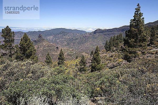 Blick vom Weg um den Roque Nublo auf blühende Vegetation  Kanarische Kiefern (Pinus canariensis)  hinten links vom Roque Bentayga  Gran Canaria  Kanarische Inseln  Spanien  Europa