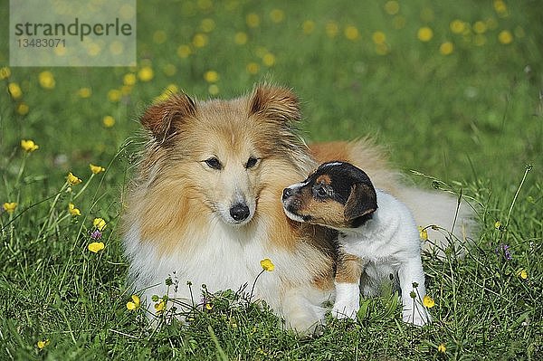 Jack Russell Terrier  tricolor  Welpe 7 Wochen und Sheltie  sable  Hündin  sitzend in Blumenwiese  Österreich  Europa