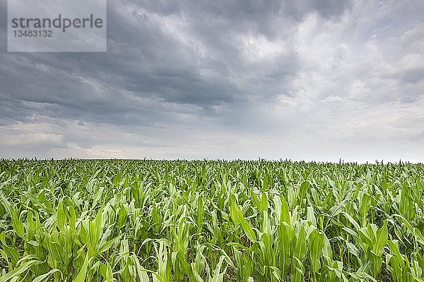 Junger Mais in einem Feld (Zea mays subsp. mays) unter bewölktem Himmel  Baden-Württemberg  Deutschland  Europa