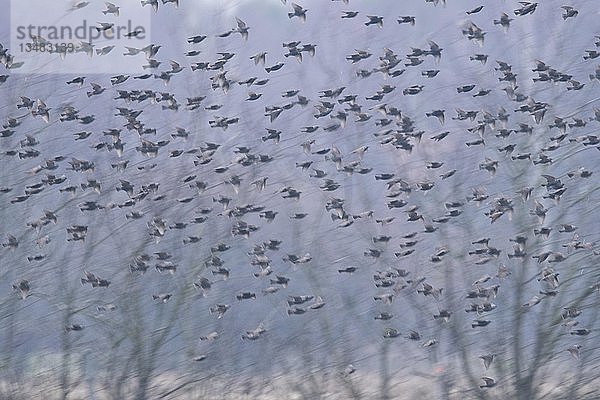Vogelschwarm  Stare (Sturnus vulagris)  Emsland  Niedersachsen  Deutschland  Europa