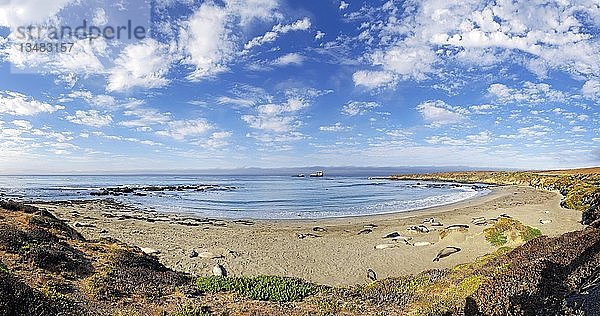 Pazifikküste mit nördlichen See-Elefanten (Mirounga angustirostris) am Strand mit bewölktem Himmel  Piedras Blancas  Kalifornien  Vereinigte Staaten  Nordamerika