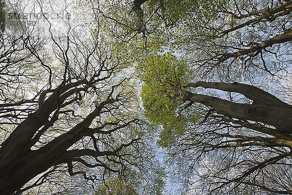 Rotbuchen (Fagus sylvatica)  Baumkronen im Frühling  Emsland  Niedersachsen  Deutschland  Europa