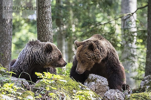 Zwei europäische Braunbären (Ursus arctos) im Wald  Region Notranjska  Slowenien  Europa