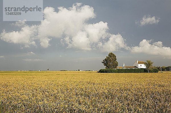 Kleines Bauernhaus inmitten von Reisfeldern (Oryza sativa)  im September zur Zeit der Reisernte  in der Umgebung des Naturparks Ebro-Delta  Provinz Tarragona  Katalonien  Spanien  Europa