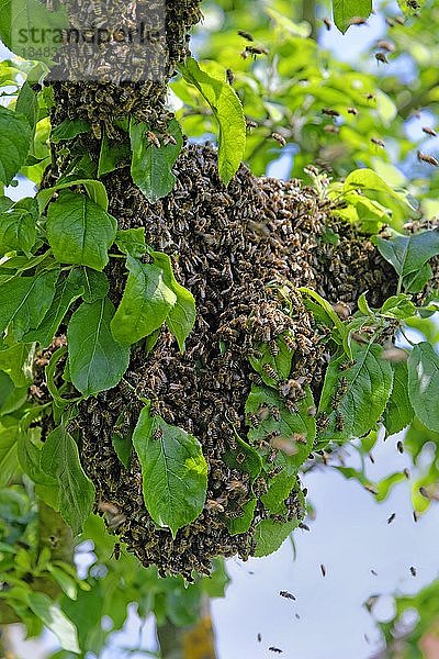 Neue Kolonie von Honigbienen (Apis mellifera) auf dem Stamm eines Apfelbaums