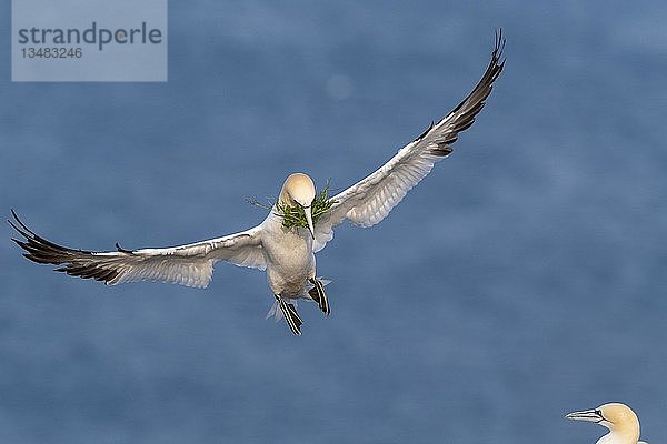 Basstölpel (Morus bassanus) mit Nistmaterial  im Anflug  Helgoland  Schleswig-Holstein  Deutschland  Europa