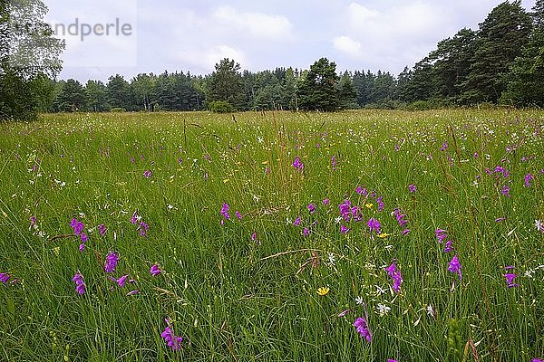 Blumenwiese mit Sumpfgladiole (Gladiolus palustris)  Königsbrunner Heide  Augsburg  Schwaben  Bayern  Deutschland  Europa