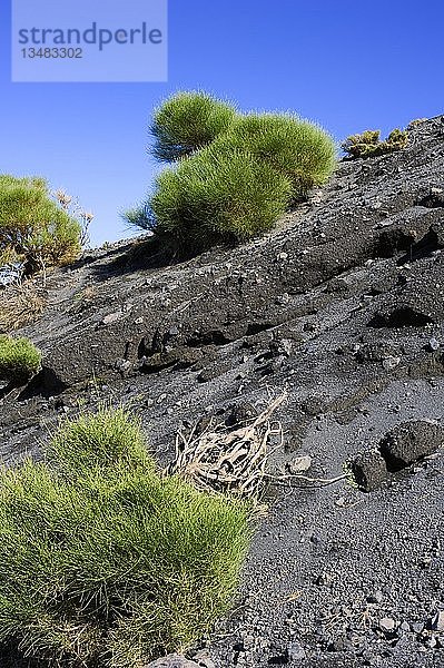 Felsvegetation auf dem Vulkan  Lipari  Äolische Inseln  Sizilien  Italien  Europa