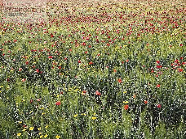 Feld mit blühendem Klatschmohn (Papaver rhoeas) im Gerstenfeld (Hordeum vulgare)  Apulien  Italien  Europa