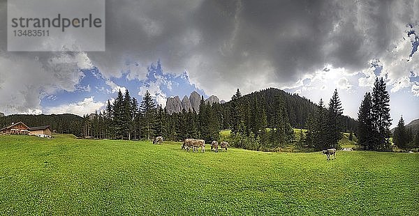 Kühe auf der Weide  Zanser Alm nach einem Gewitter  Geisler Gruppe  Santa Maddalena  Villnösstal  Provinz Bozen  Italien  Europa