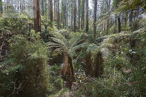 Regenwald mit Baumfarnen (Cyatheales) und Eucalyptus regnans-Bäumen (Eucalyptus regnans)  Dandenong-Ranges-Nationalpark  Victoria  Australien  Ozeanien