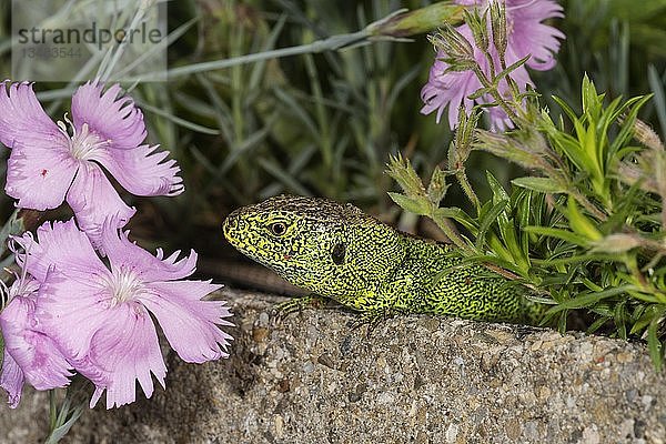 Zauneidechse (Lacerta agilis)  Männchen an der Wand zwischen Cheddar-Pinken  Baden-Württemberg  Deutschland  Europa