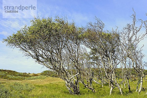 Birken (Betula)  Wald mit bizarr gewachsenen Bäumen  Norderney  Ostfriesische Inseln  Nordsee  Niedersachsen  Deutschland  Europa