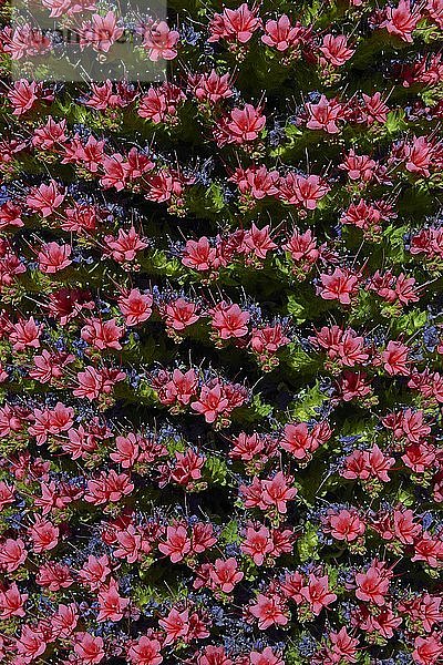 Teneriffa-Windröschen (Echium wildpretii) in Blüte  Teide-Nationalpark  Provinz Santa Cruz  Teneriffa  Kanarische Inseln  Spanien  Europa