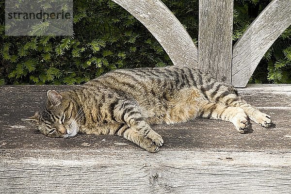 Grau getigerte Katze schläft auf einer Parkbank  England  Vereinigtes Königreich  Europa