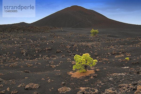 Kanarische Kiefern (Pinus canariensis) in schwarzem Lavasand  Rundweg Arenas Negras  Vulkan Chinyero  Teneriffa  Kanarische Inseln  Spanien  Europa