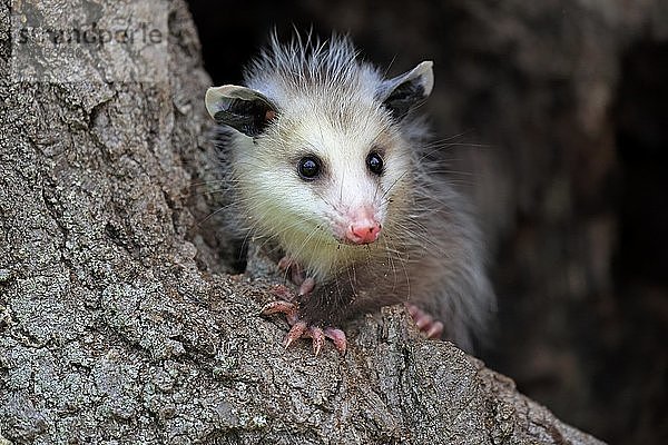 Virginia Opossum (Didelphis virginiana)  Jungtier auf Baumstamm  wachsam  Tierporträt  Pine County  Minnesota  USA  Nordamerika