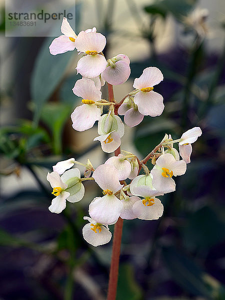 Begonie (Begonia floccifera)  Indien  Asien