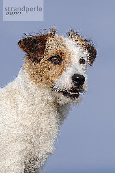Jack Russell Terrier  braun-weiß  Hündin  Tierportrait  Österreich  Europa