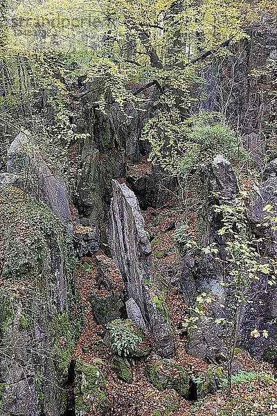 Blick über die zerklüftete Felslandschaft  Laubwald im Herbst  Rotbuche (Fagus sylvatica)  Ahorn (Acer)  Naturschutzgebiet Felsenmeer  Nordrhein-Westfalen  Deutschland  Europa