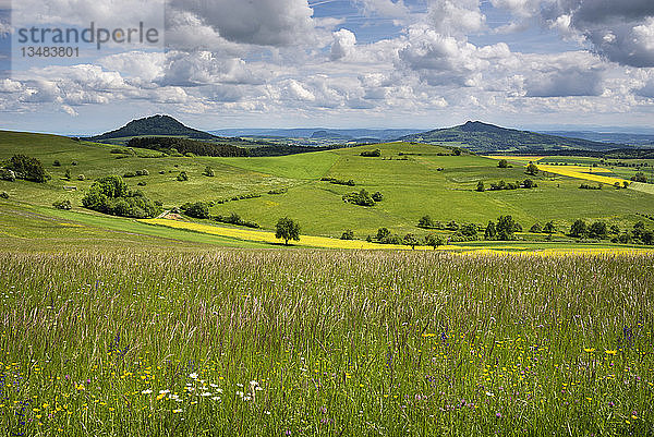 Wiese im FrÃ¼hsommer  Baden-WÃ¼rttemberg  Deutschland  Europa