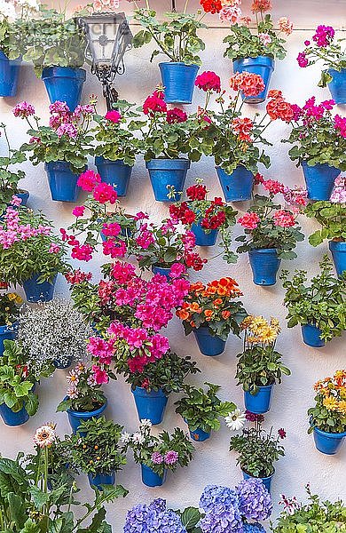 Viele Blumen in blauen Blumentöpfen an einer Hauswand  Fiesta de los Patios  Córdoba  Andalusien  Spanien  Europa