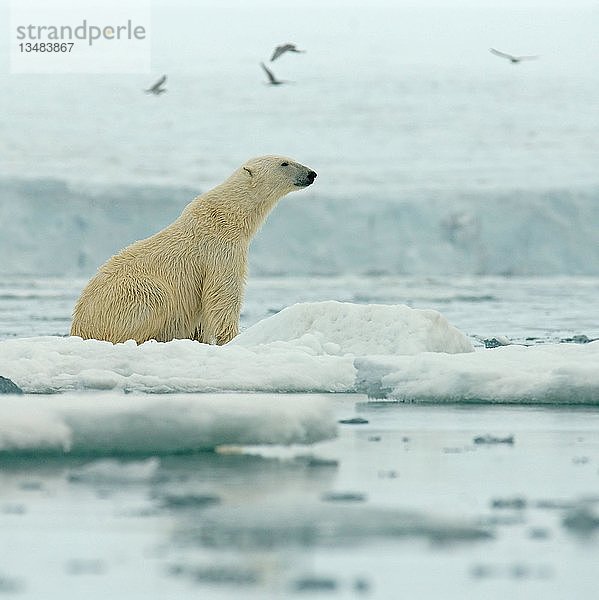 Eisbär (Ursus maritimus) sitzt auf einer Eisscholle  Svalbard  Norwegische Arktis  Norwegen  Europa