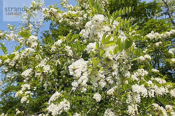 Robinie (Robinia pseudoacacia)  Blüten  Thüringen  Deutschland  Europa