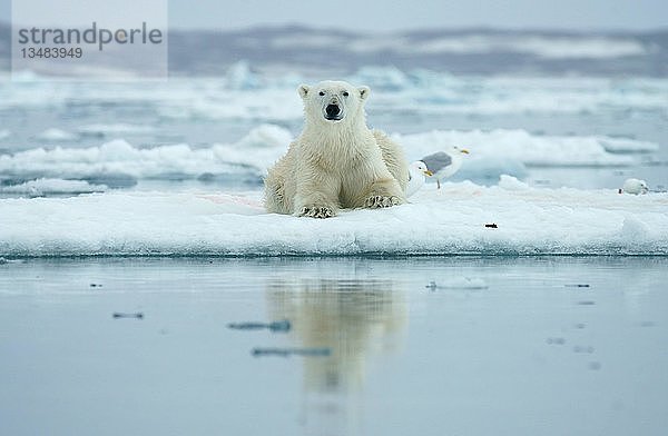 Eisbär (Ursus maritimus) liegt auf einer Eisscholle  Svalbard  Norwegische Arktis  Norwegen  Europa