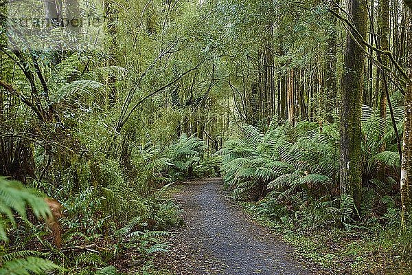 Wanderweg durch den Wald  Great Otway National Park  Australien  Ozeanien