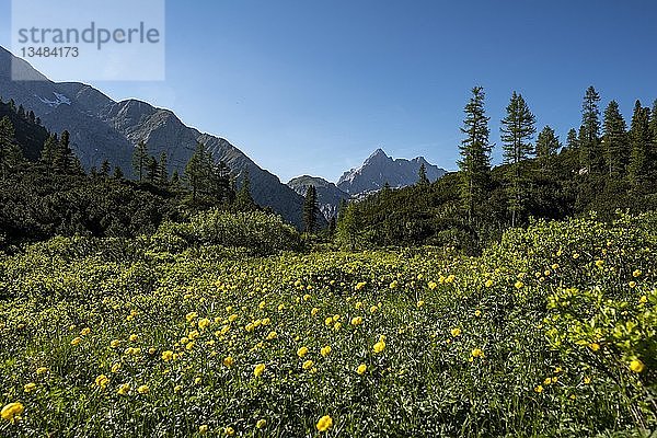 Blumenwiese mit gelben Sumpfdotterblumen (Caltha palustris)  hinter Watzmann-Massiv  Nationalpark Berchtesgaden  Berchtesgadener Land  Oberbayern  Bayern  Deutschland  Europa
