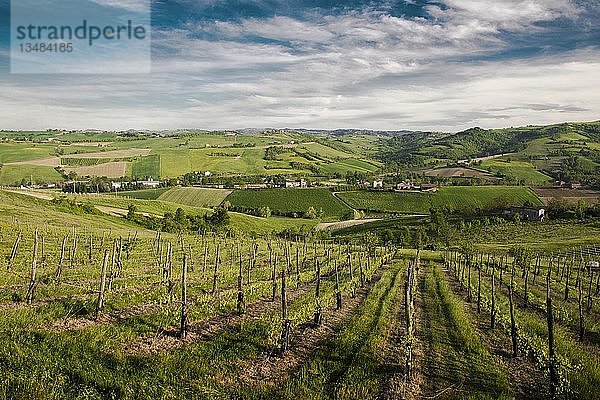 Weinberge in Castelvetro  Emiglia-Romagna  Italien  Europa