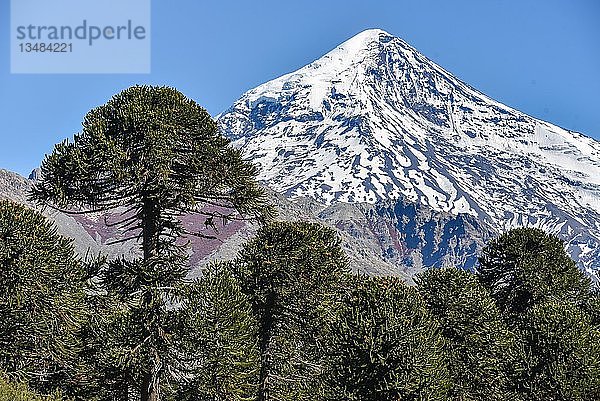 Schneebedeckter Vulkan Lanin und Affenpuzzlebaum (Araucaria araucana)  zwischen San Martin de los Andes und Pucon  Nationalpark Lanin  Patagonien  Grenze zwischen Argentinien und Chile