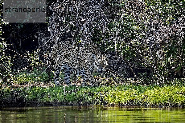 Jaguar (Panthera onca) am Ufer  Ufervegetation  Barranco Alto  Pantanal  Mato Grosso do Sul  Brasilien  Südamerika