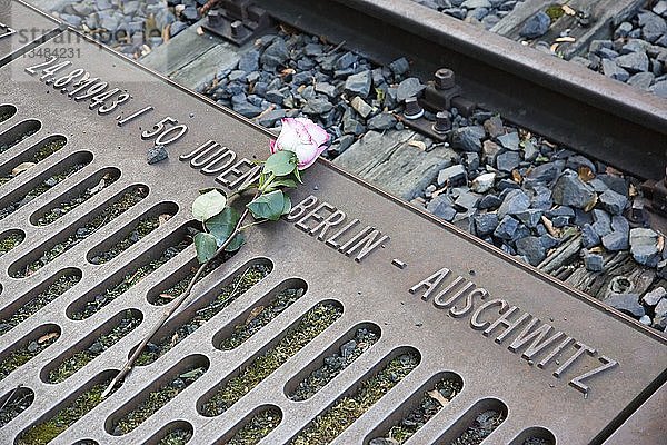 Rose am Mahnmal zur Erinnerung an die Deportation der Juden aus Berlin  Gleis 17  Bahnhof Grunewald  Berlin  Deutschland  Europa