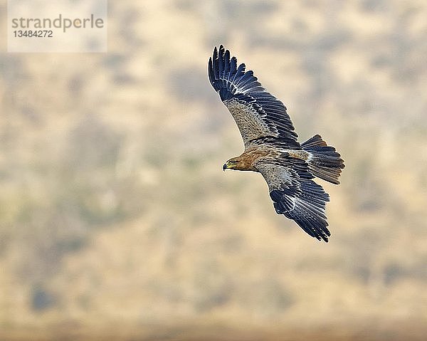 Schreiseeadler (Aquila rapax) im Flug  Kwazulu-Natal  Südafrika  Afrika