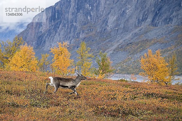 Rentier (Rangifer tarandus) in herbstlicher Gebirgslandschaft  Nationalpark Stora SjÃ¶fallet  Lappland  Norrbotten  Lappland  Schweden  Europa
