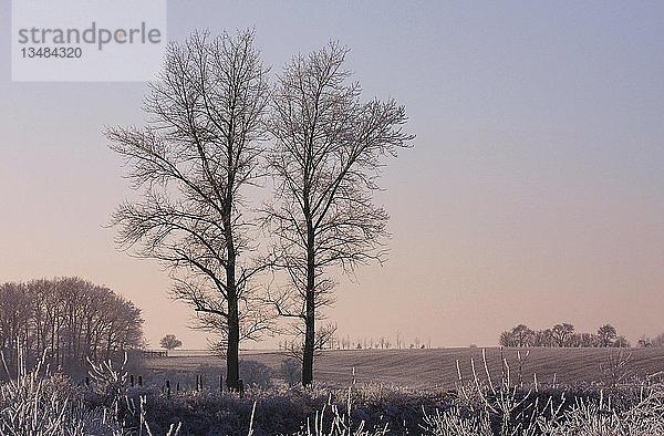 Zwei frostbedeckte Bäume an einem Wintermorgen