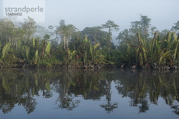 Nebel und Wasserreflexion im Fluss Sungai Sekonyer im Tanjung Puting National Park  Zentral-Kalimantan  Borneo  Indonesien  Asien