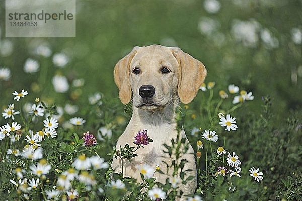 Labrador Retriever  gelb  4 Monate  weiblich  sitzend in Blumenwiese