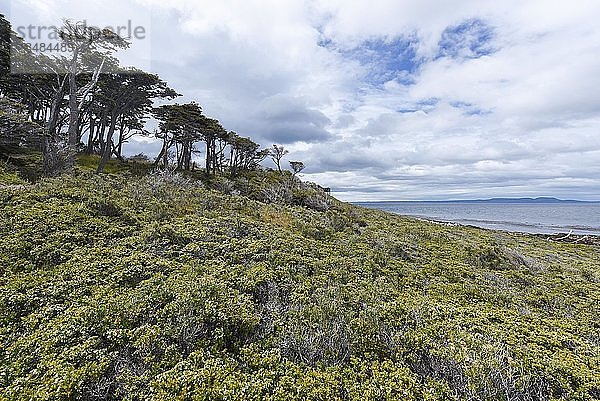 Küstenwald mit Buschland an der Magellanstraße bei Punta Arenas  Patagonien  Chile  Südamerika