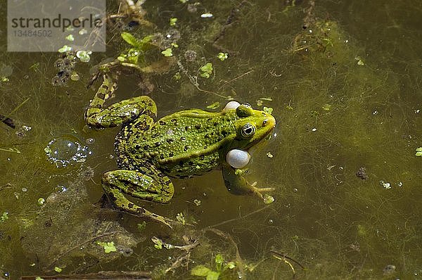 Grüner Frosch (Rana esculenta) mit aufgeblasenen Stimmsäcken im Wasser  Estland  Europa